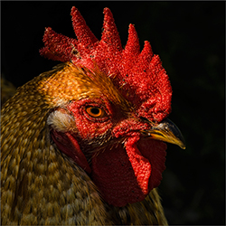 Cockerel