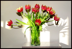Allison's Tulips