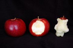 Apple Life Cycle