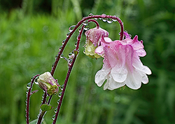 Aquilegia at Dawn