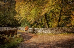 Autumn WalkSunset