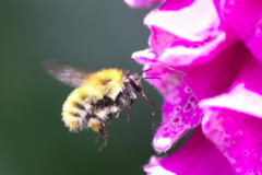 Bee & Foxglove