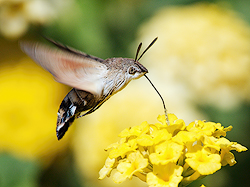 Bee Hawk Moth