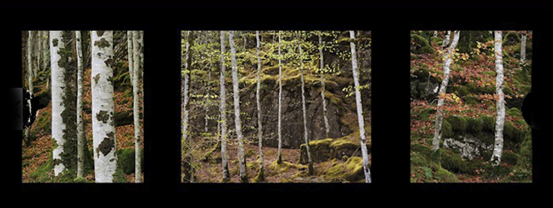Birch Trees