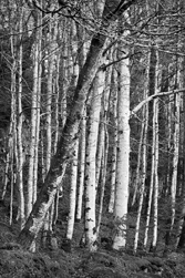 Birch Trees, Gariob Brae