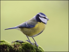 Blue Tit