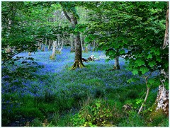 Be Free - Bluebell Wood