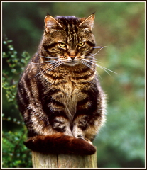 Bored Cat