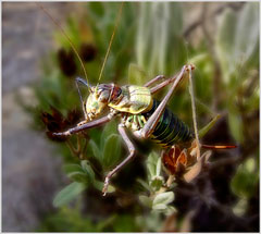 Female Bush Cricket