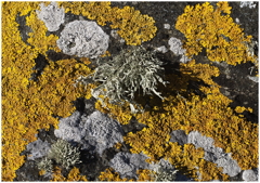Coastal Rock Lichen