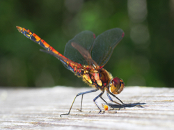 Common Darter