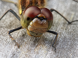 Common Darter's Eyes