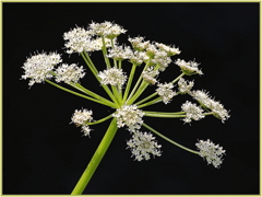 Cow Parsley