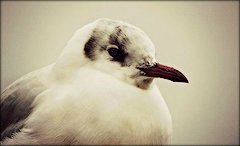 Curious Gull