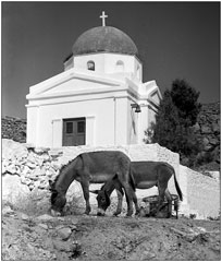 Donkeys at Greek Chapel