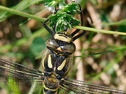 Dragonfly at Rest