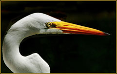 egret