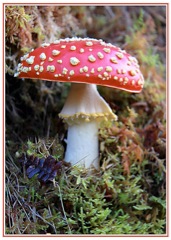 Fly Agaric