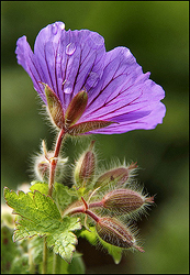 Geranium