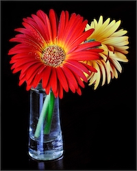 Gerbera Flowers ikn Vase