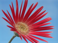 Gerbera