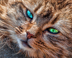 Ginger Feral Cat