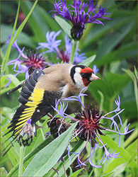 Goldfinch