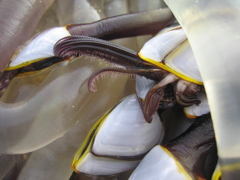 Goose Barnacles