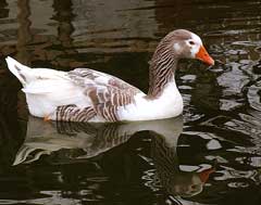 Goose