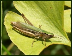 Grasshopper on Ginkgo biloba
