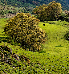 Grazing at Daltote in May