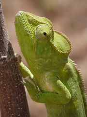 Green Chameleon