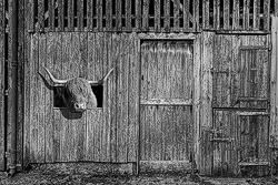 Highland Cow Looks Out