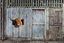 Highland Cow Looks Out