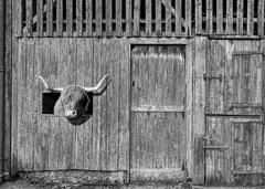 Highland Cow Looks Out