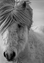 Icelandic Pony