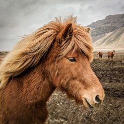 Icelandic Pony