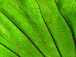 Leaf Veins