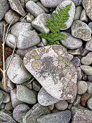 Lichen Stone