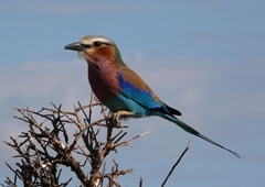 lilac-breasted-roller