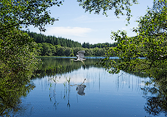 Loch Coille Bharr and Heron