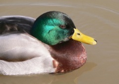 Mallard