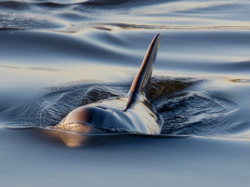 Marsh Dolphin