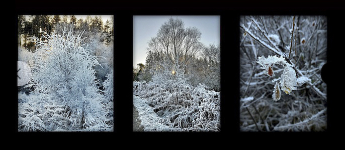Morning Frost