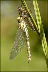 Newly Emerged Southern Hawker