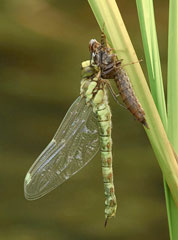 Southern Hawker with Exuvia