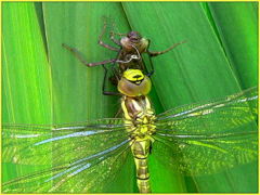 newly-emerged