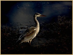 Night Heron