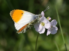 Orange Tip