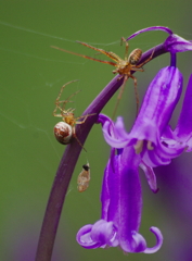 Orb Spiders